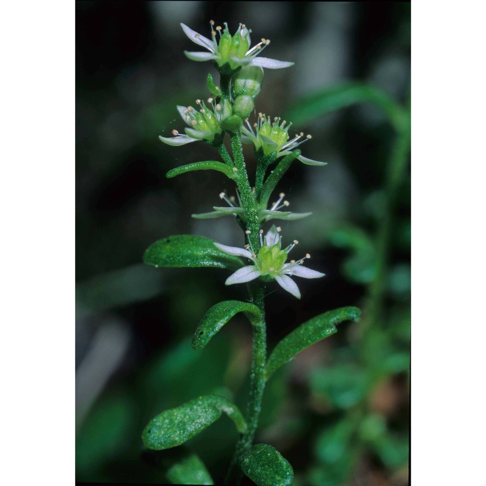 sedum magellense ten.