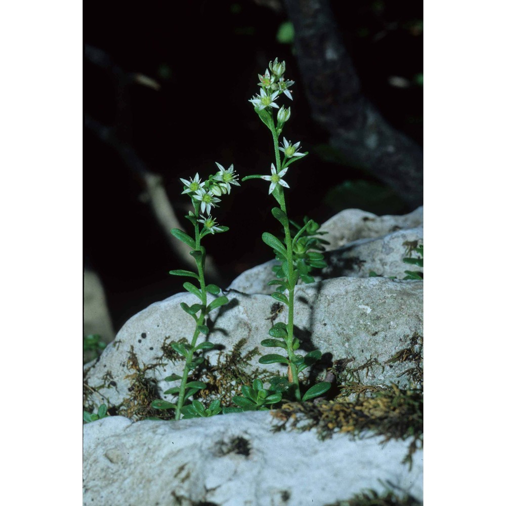 sedum magellense ten.