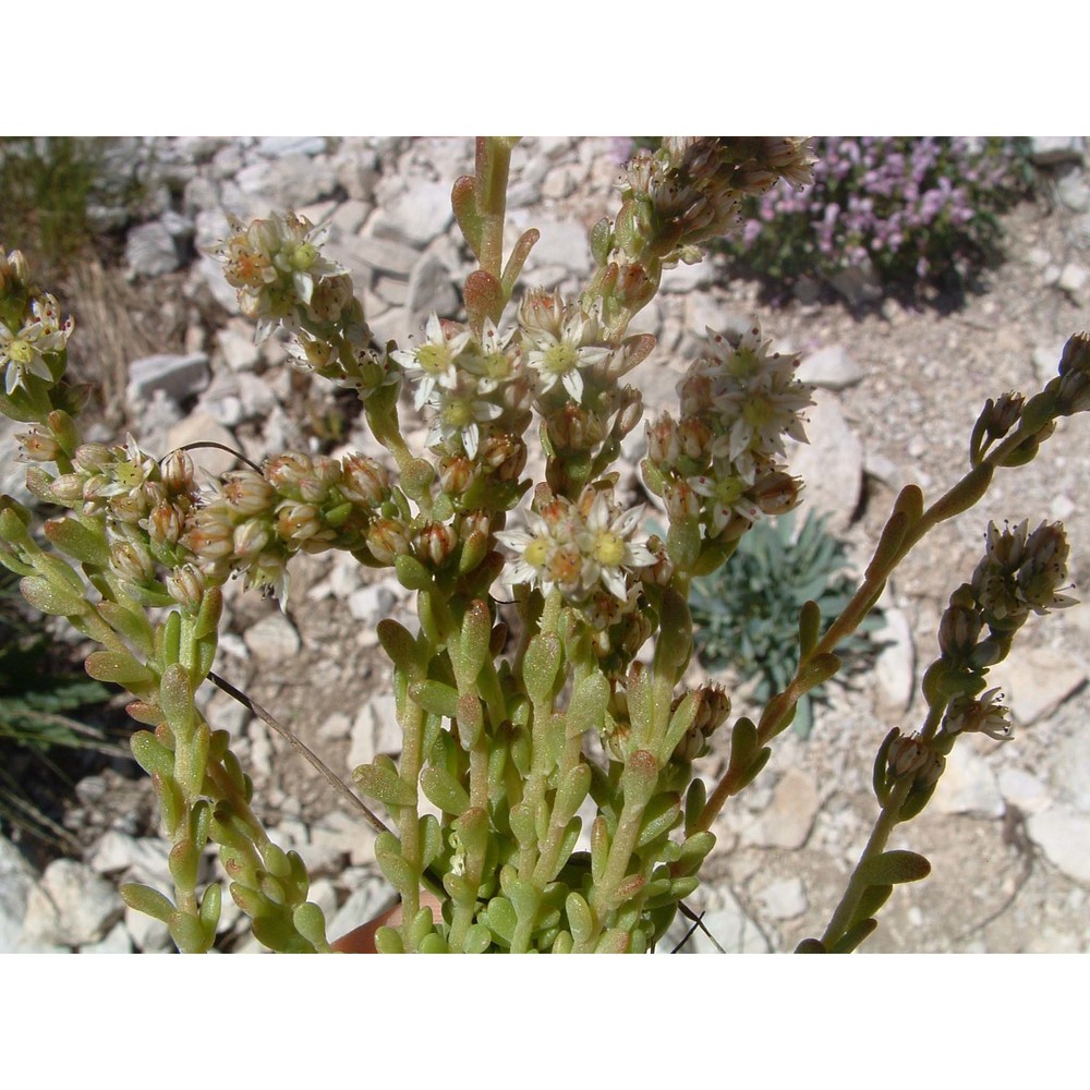 sedum magellense ten.