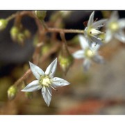 sedum monregalense balb.