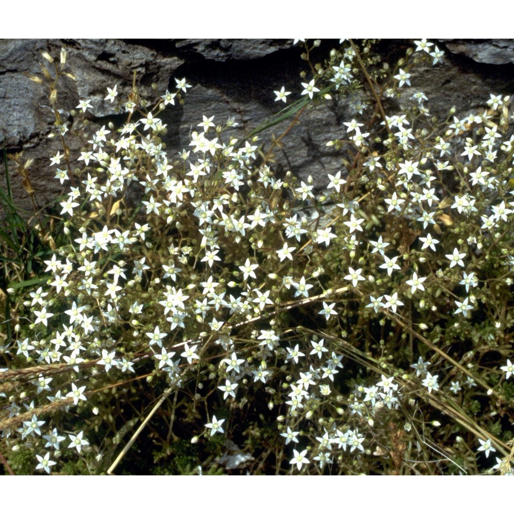 sedum monregalense balb.