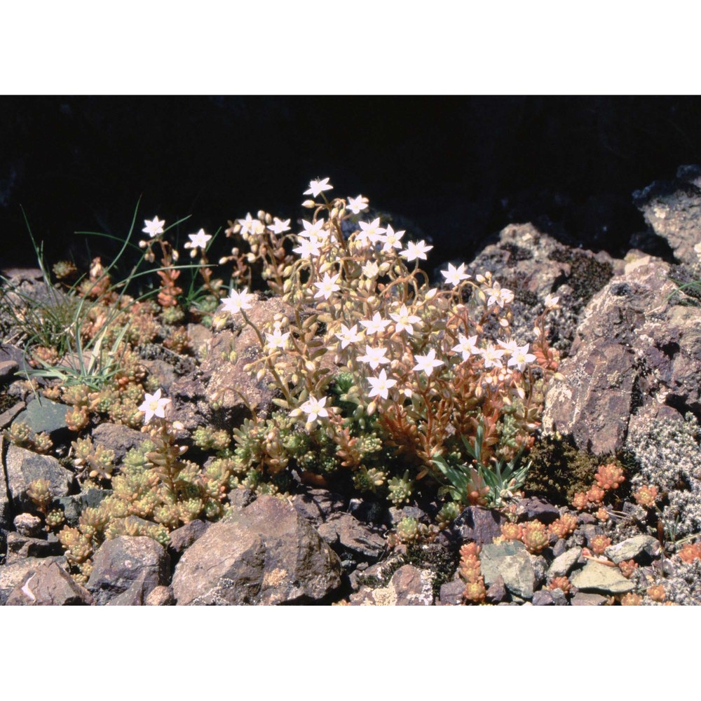 sedum monregalense balb.