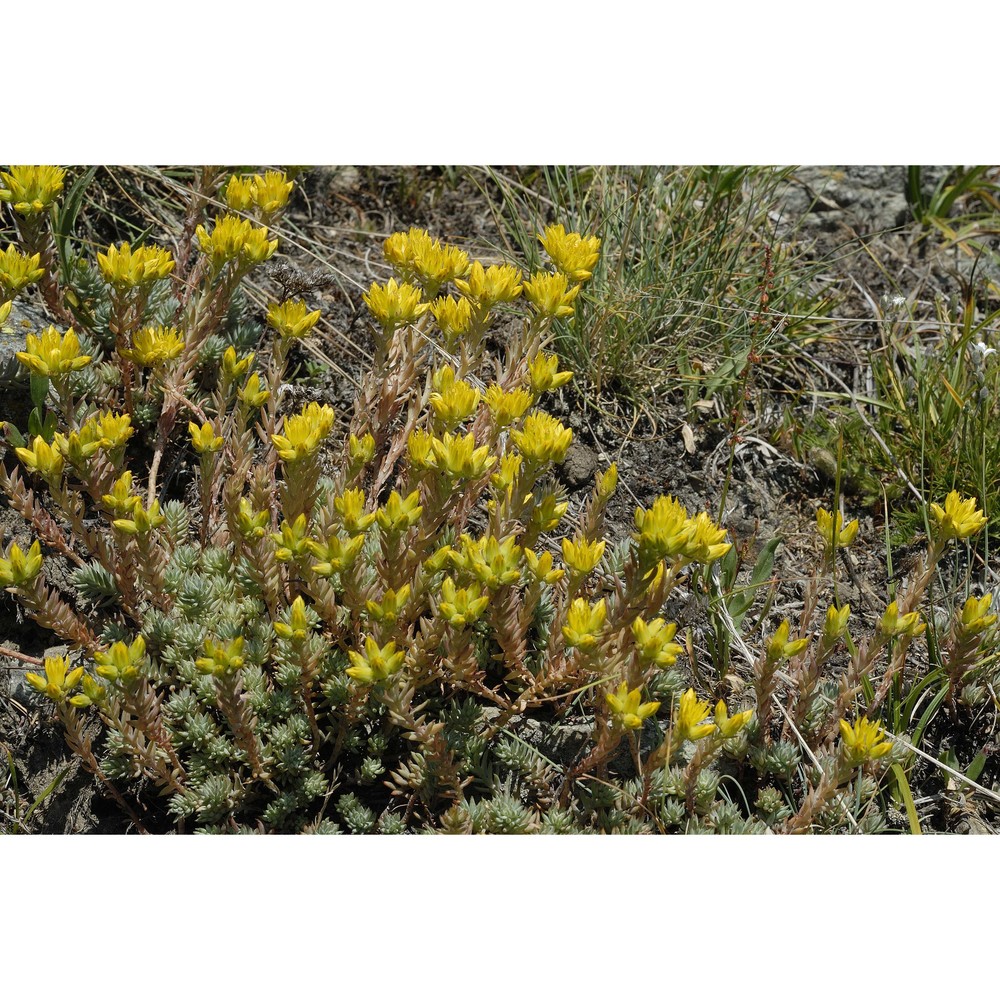 sedum montanum songeon et e. p. perrier