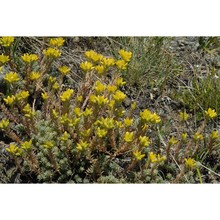 sedum montanum songeon et e. p. perrier