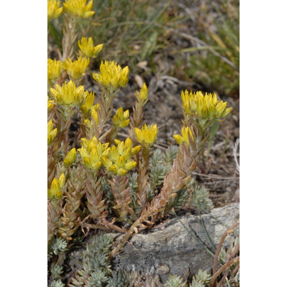 sedum montanum songeon et e. p. perrier