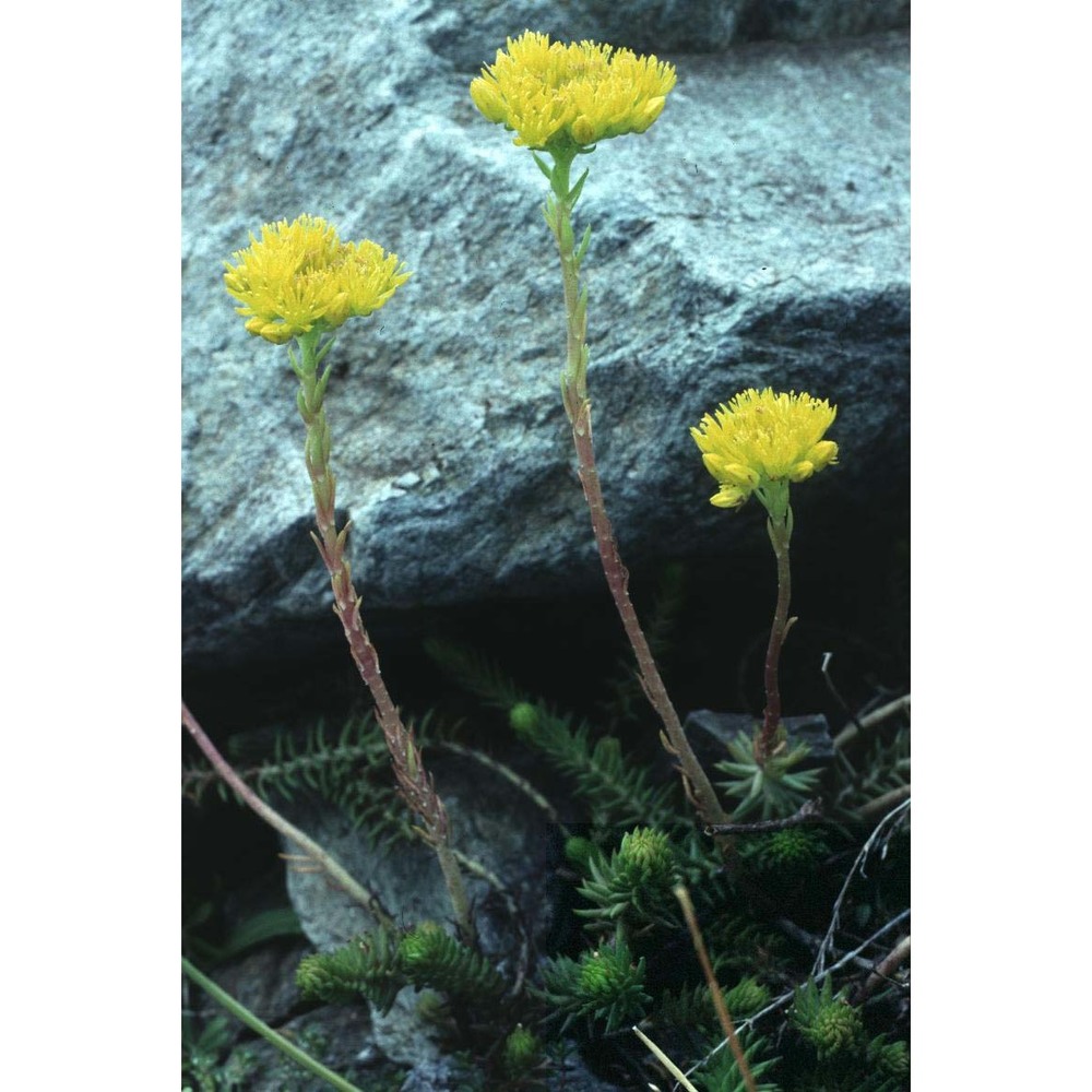 sedum montanum songeon et e. p. perrier