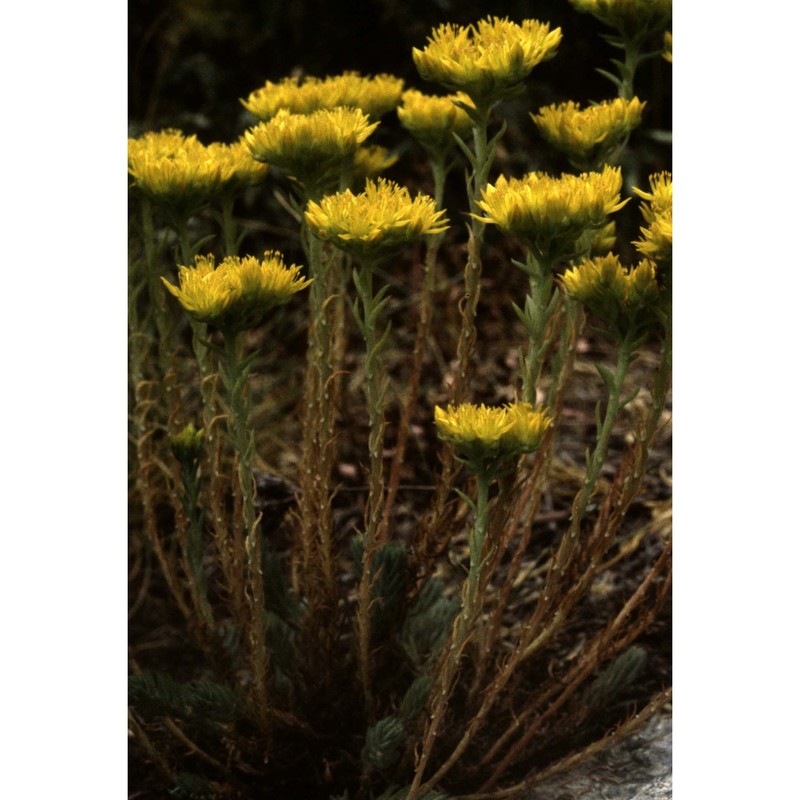 sedum montanum songeon et e. p. perrier