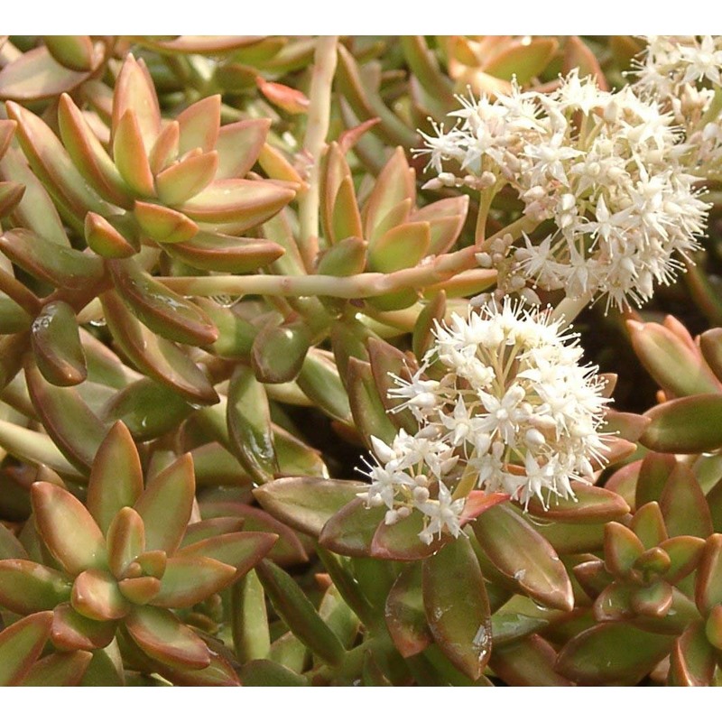 sedum nussbaumerianum bitter