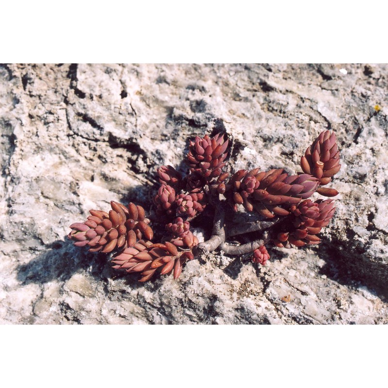 sedum ochroleucum chaix