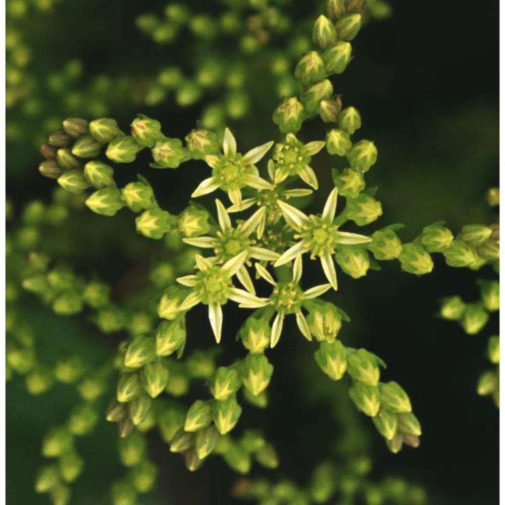 sedum ochroleucum chaix