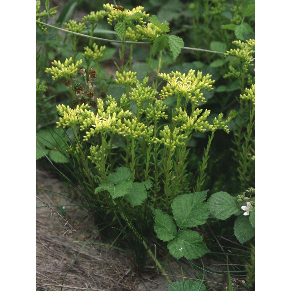 sedum ochroleucum chaix