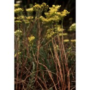 sedum ochroleucum chaix