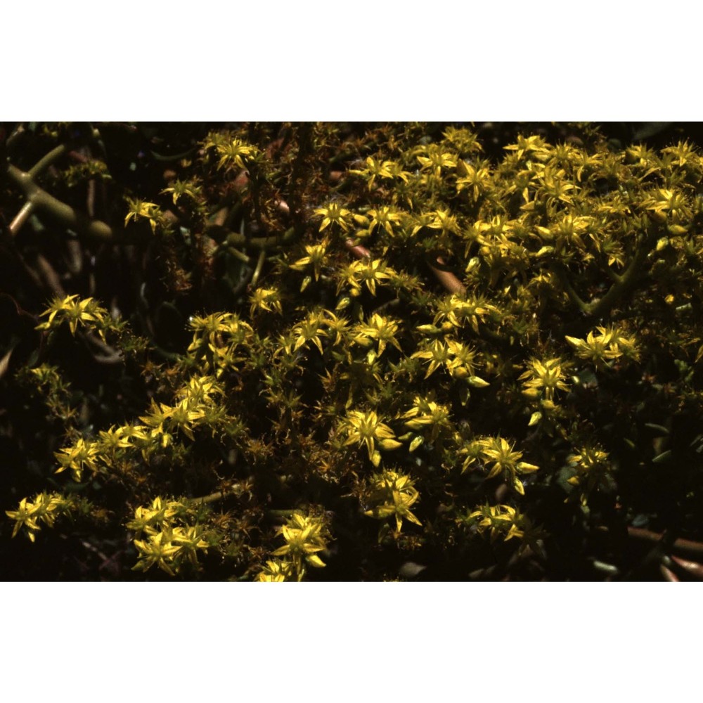 sedum praealtum a. dc.