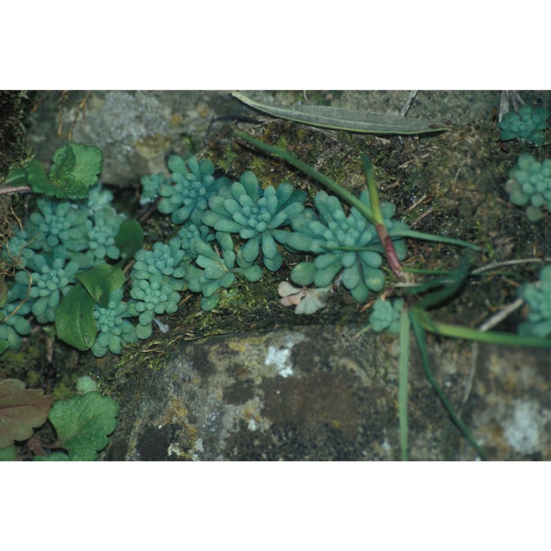 sedum rubens l.