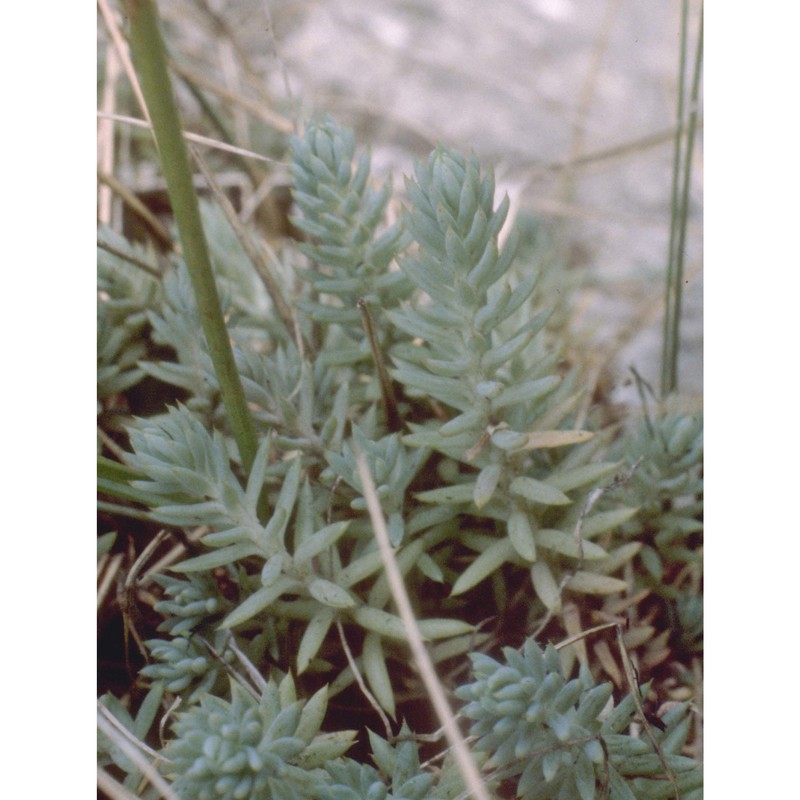 sedum rupestre l.