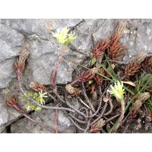 sedum sediforme (jacq.) pau