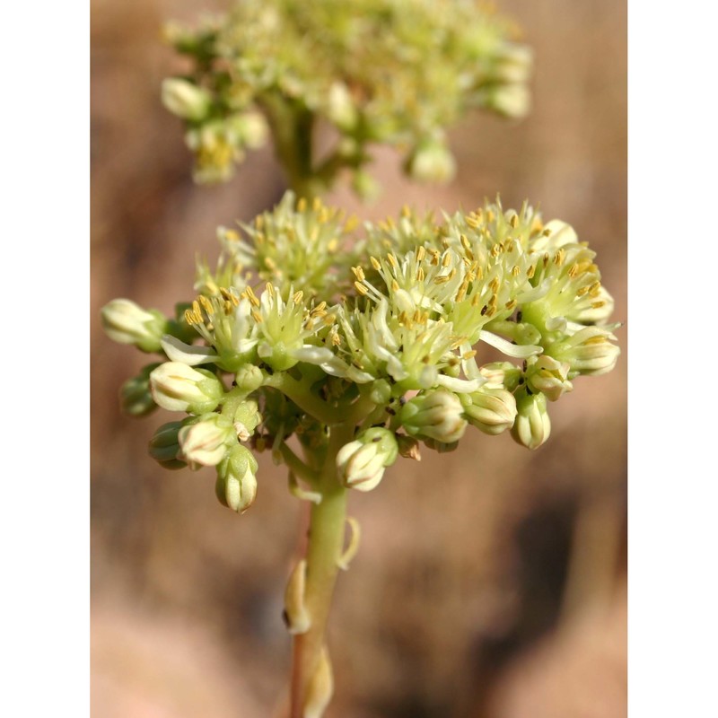 sedum sediforme (jacq.) pau