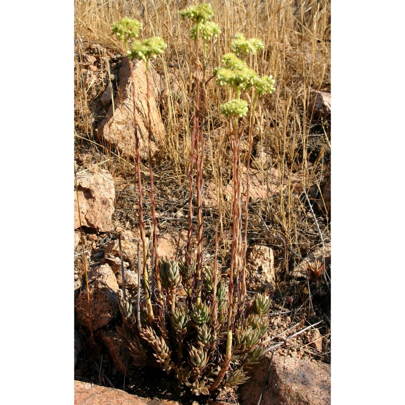 sedum sediforme (jacq.) pau