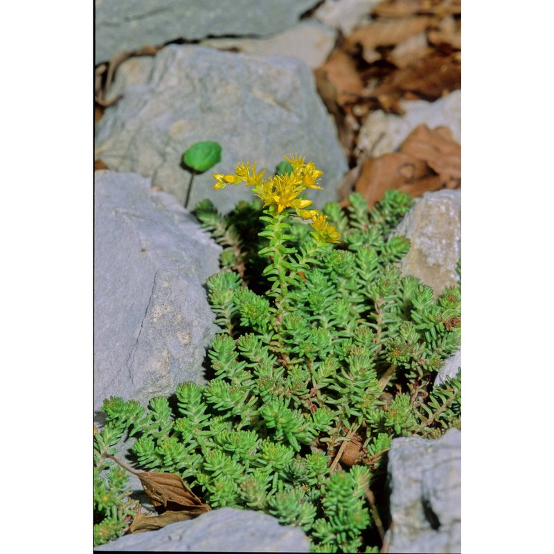 sedum sexangulare l.