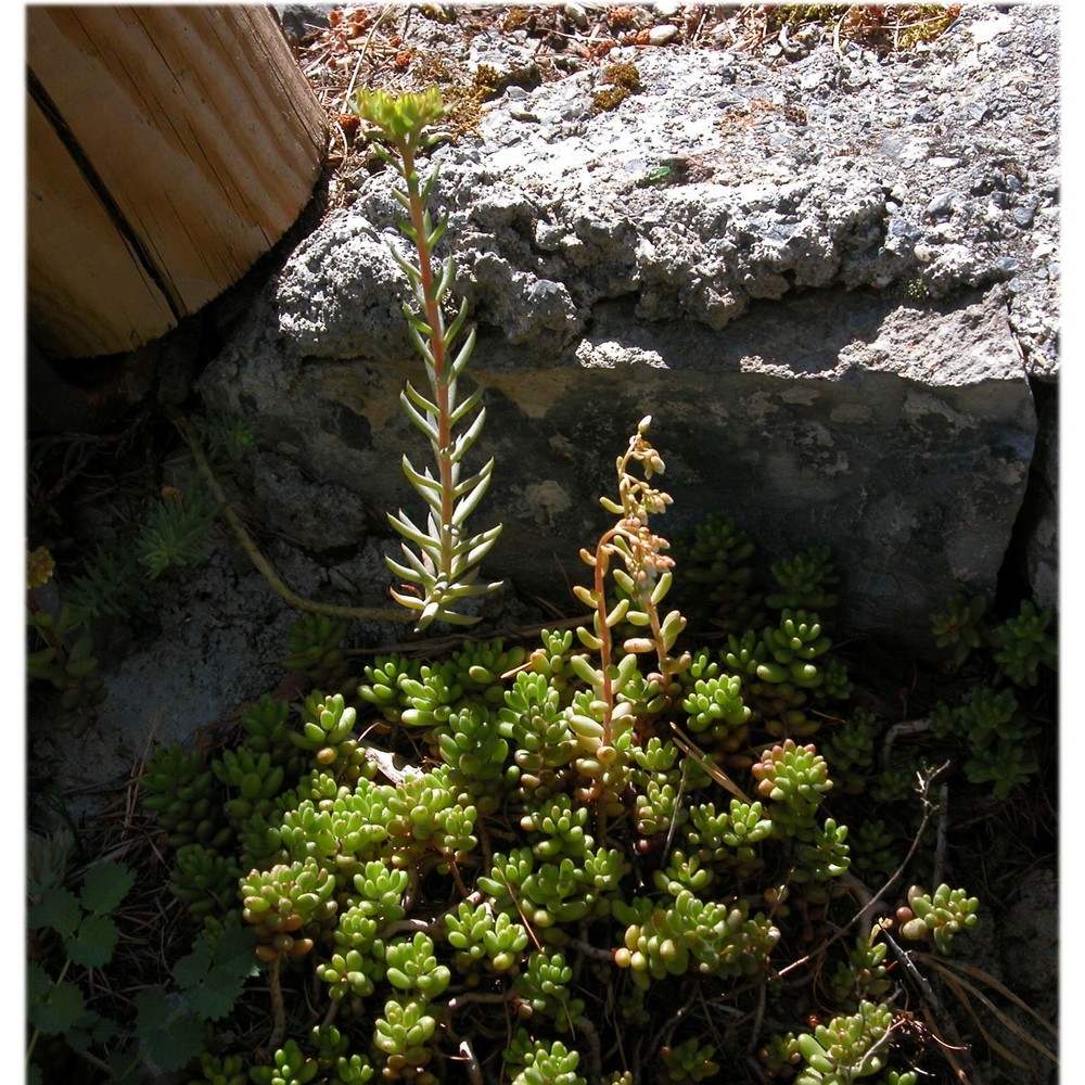 sedum thartii l. p. hébert