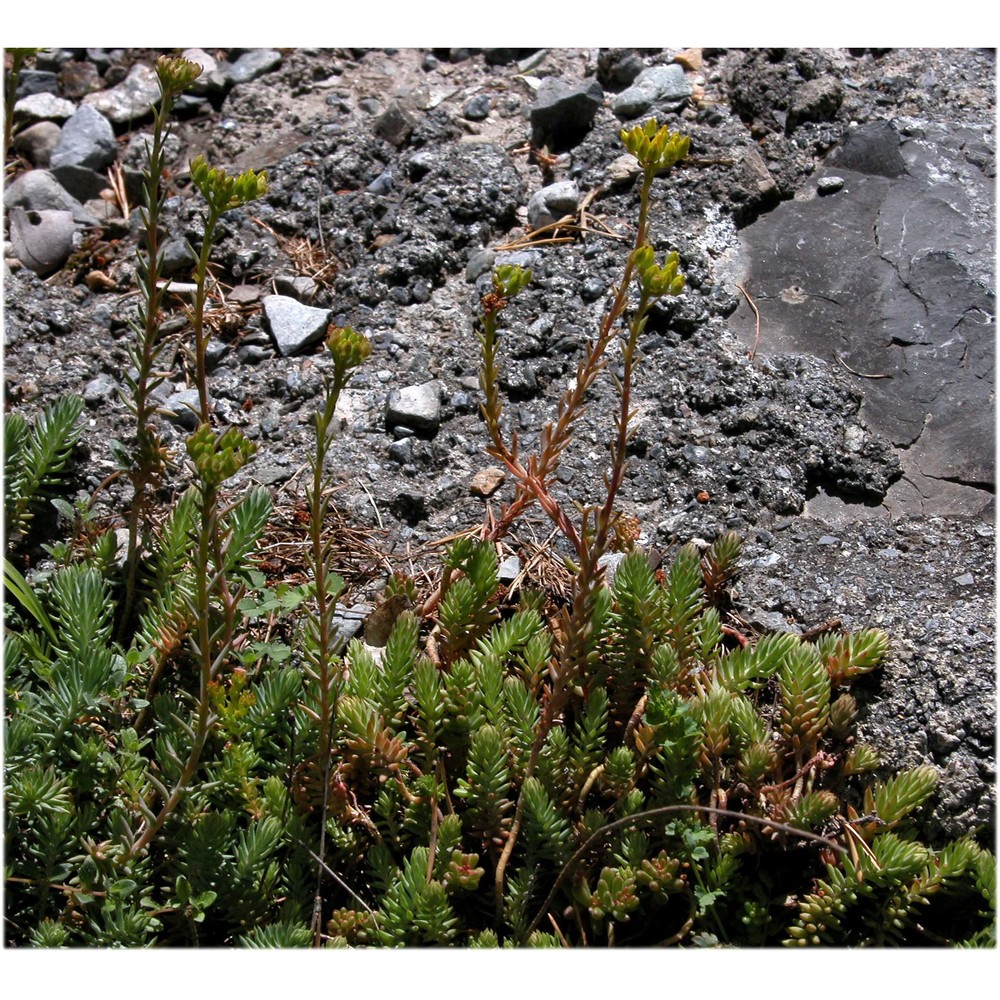 sedum thartii l. p. hébert