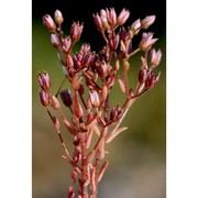 sedum villosum l.