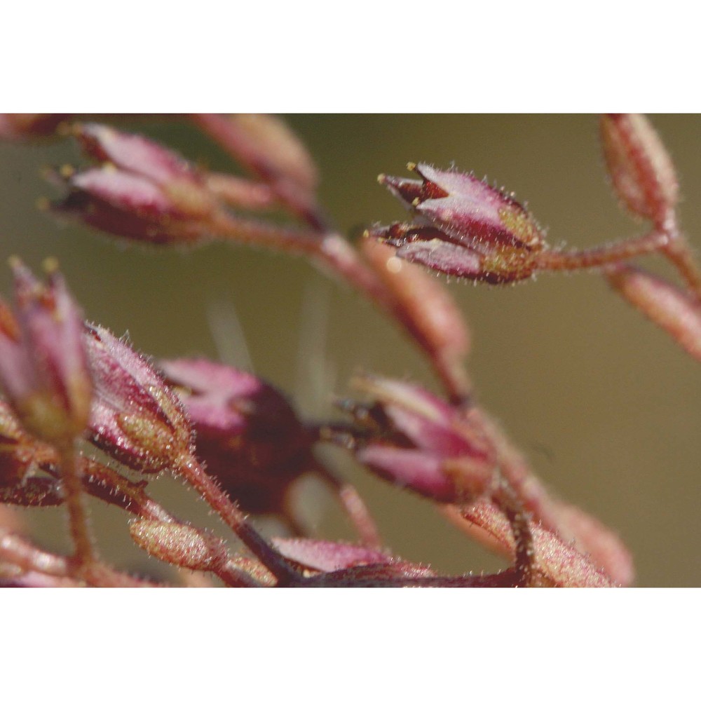 sedum villosum l.