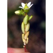 sedum villosum l.