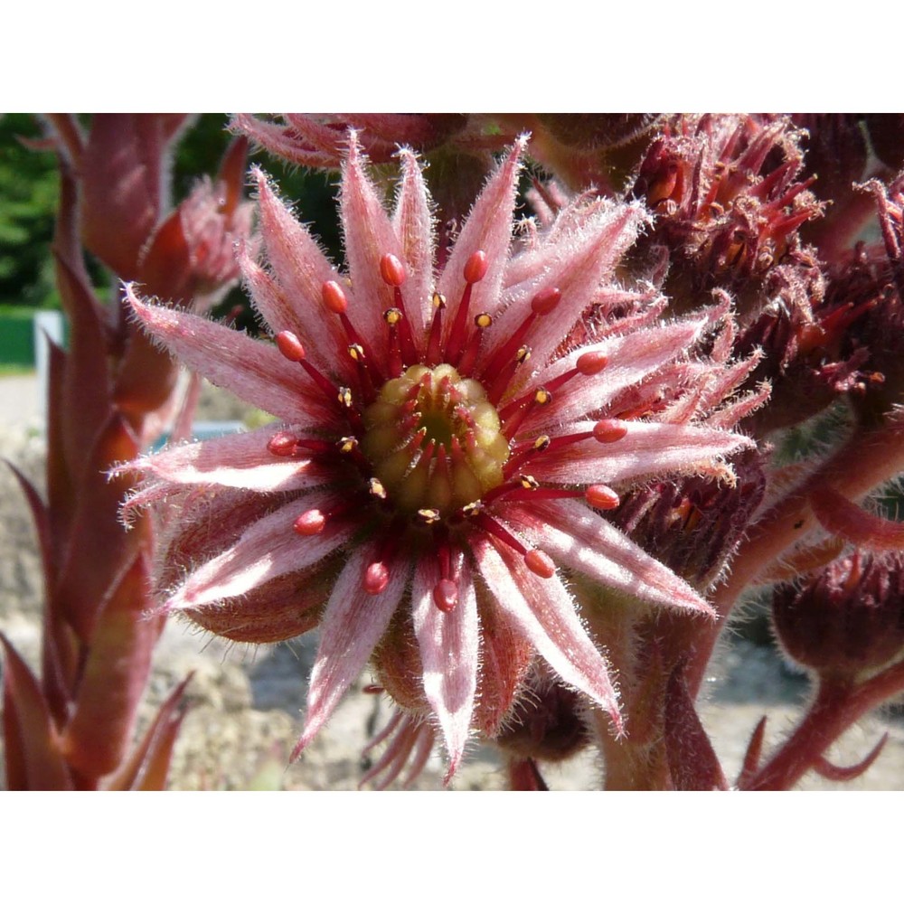 sempervivum alpinum griseb. et schenk