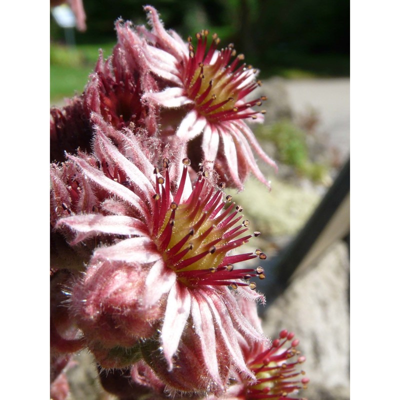 sempervivum alpinum griseb. et schenk