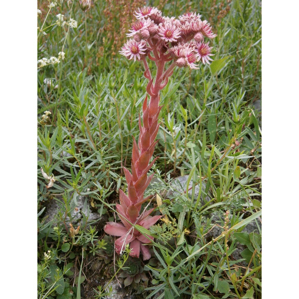 sempervivum alpinum griseb. et schenk