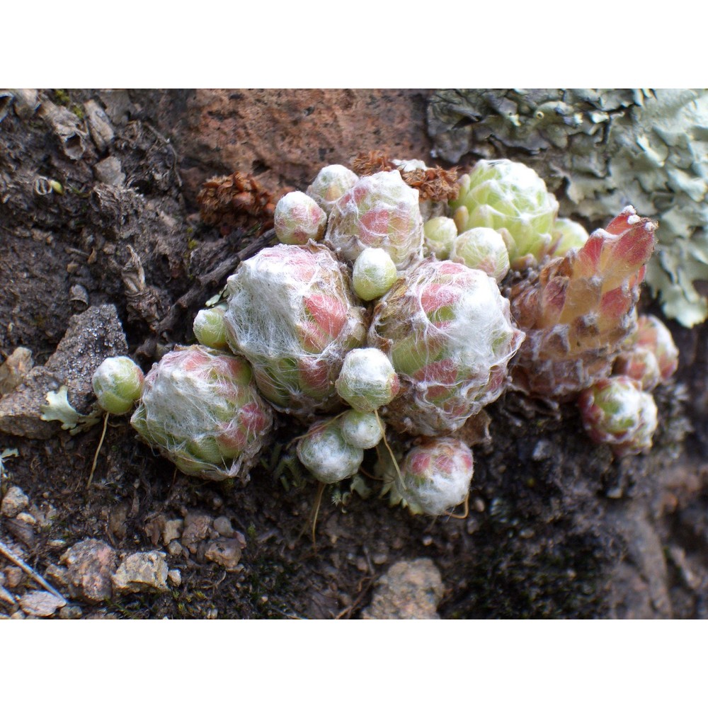 sempervivum arachnoideum l.