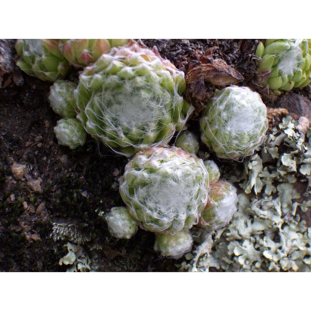 sempervivum arachnoideum l.