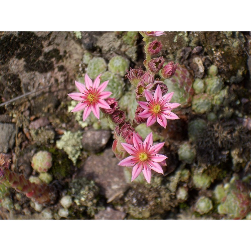 sempervivum arachnoideum l.