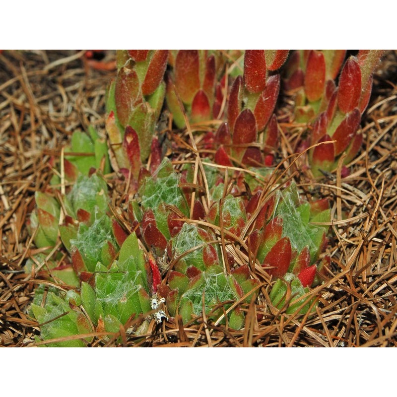 sempervivum arachnoideum l.