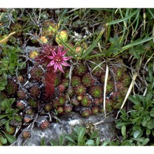 sempervivum dolomiticum facchini