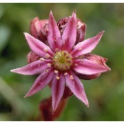 sempervivum dolomiticum facchini