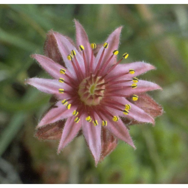 sempervivum dolomiticum facchini