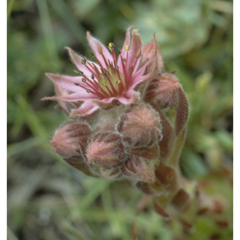 sempervivum dolomiticum facchini