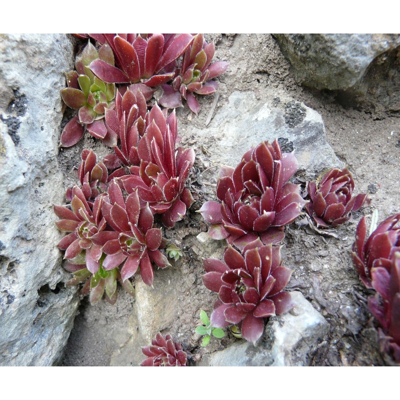 sempervivum glaucum ten.