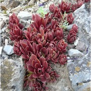 sempervivum glaucum ten.