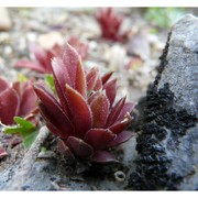 sempervivum glaucum ten.