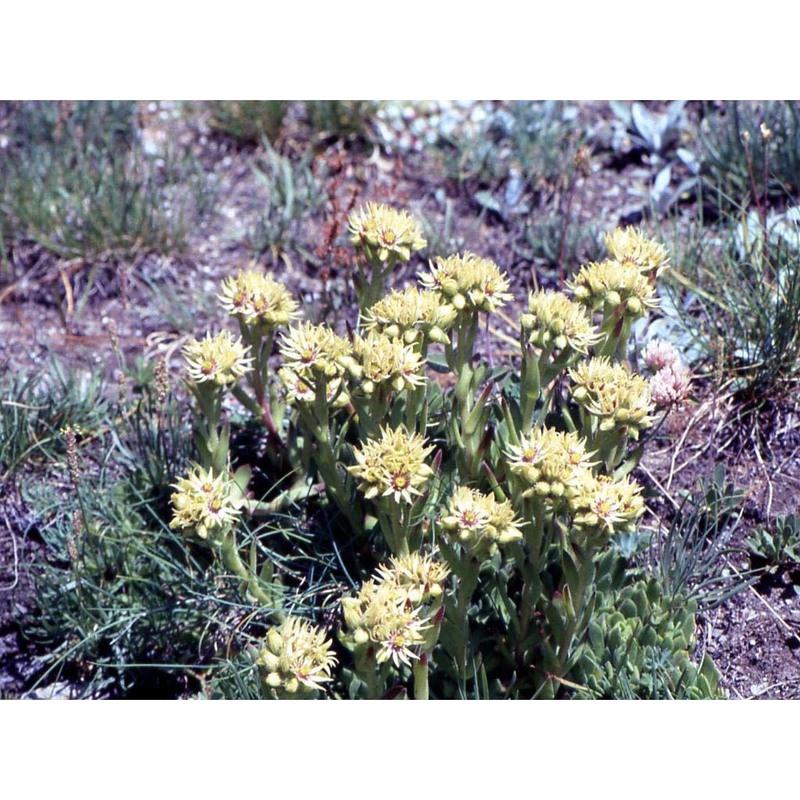 sempervivum grandiflorum haw.