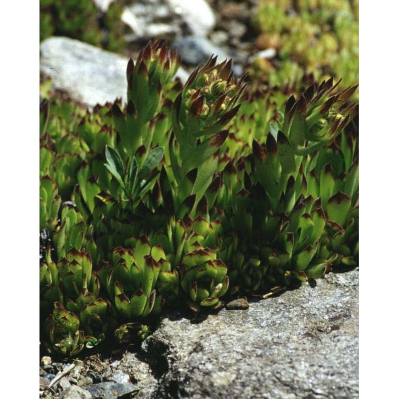 sempervivum grandiflorum haw.