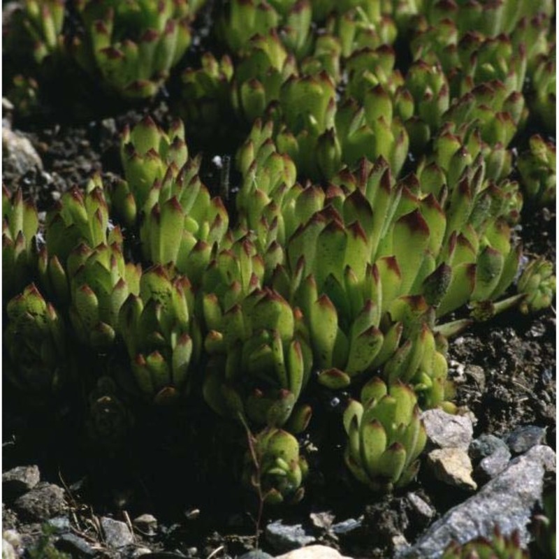 sempervivum grandiflorum haw.