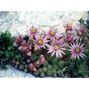 sempervivum montanum l.