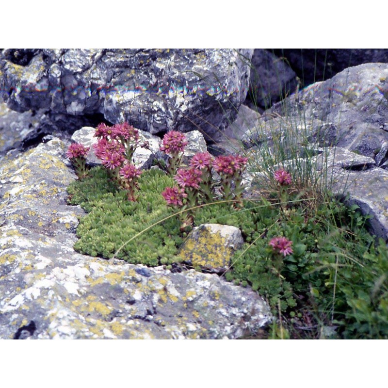 sempervivum montanum l.