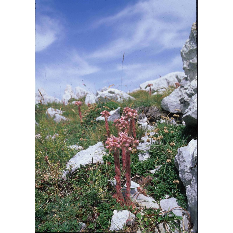 sempervivum riccii iberite et anzal.