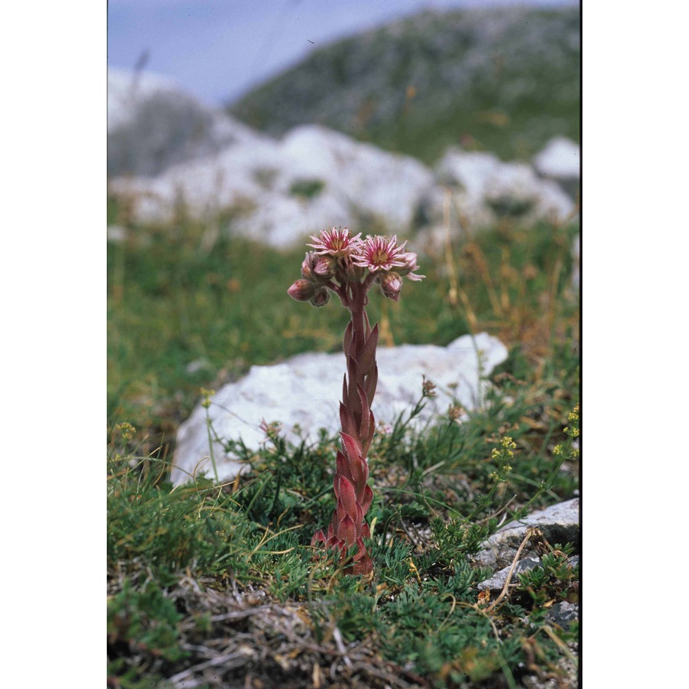 sempervivum riccii iberite et anzal.