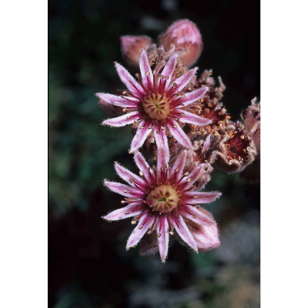 sempervivum riccii iberite et anzal.